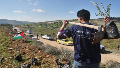 فلسطينيون يزرعون 700 شجرة رداًعلى قلع الاحتلال 10 آلاف شجرة