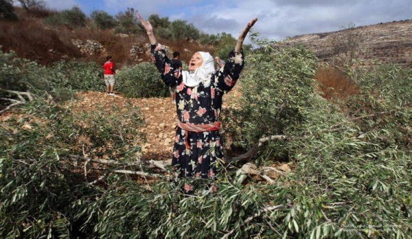 مستوطنون يقطعون أشجار زيتون جنوب نابلس